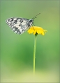Schachbrettfalter Schachbrettfalter