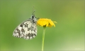 Schachbrettfalter Schachbrettfalter