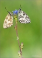 Schachbrettfalter Schachbrettfalter