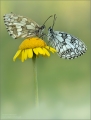Schachbrettfalter Schachbrettfalter