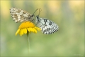 Schachbrettfalter Schachbrettfalter