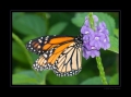 Monarch Monarch