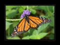 Monarch Monarch