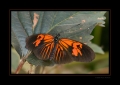 Schmetterling ohne Namen Schmetterling ohne Namen