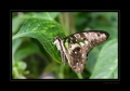 Schmetterling Schmetterling