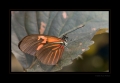 Schmetterling Schmetterling