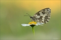 Schachbrettfalter Schachbrettfalter