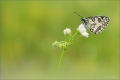 Schachbrettfalter Schachbrettfalter