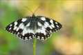 Schachbrettfalter Schachbrettfalter