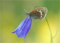 Alpenwiesenvögelchen Alpenwiesenvögelchen
