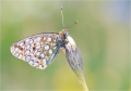 Scheckenfalter Scheckenfalter
