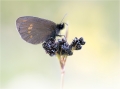Kleiner Mohrenfalter Kleiner Mohrenfalter