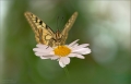 Schwalbenschwanz Schwalbenschwanz