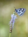 Schachbrettfalter Schachbrettfalter