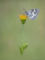 Schachbrettfalter Schachbrettfalter