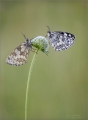 Schachbrettfalter Schachbrettfalter