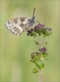 Schachbrettfalter Schachbrettfalter