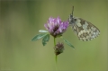 Schachbrettfalter Schachbrettfalter