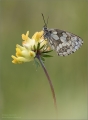 Schachbrettfalter Schachbrettfalter