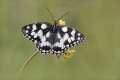 Schachbrettfalter Schachbrettfalter