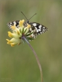 Schachbrettfalter Schachbrettfalter