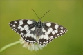 Schachbrettfalter Schachbrettfalter