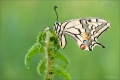 Schwalbenschwanz Schwalbenschwanz