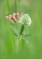 Scheckenfalter Scheckenfalter