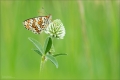 Scheckenfalter Scheckenfalter
