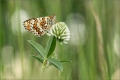 Scheckenfalter Scheckenfalter