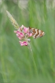 Scheckenfalter Scheckenfalter