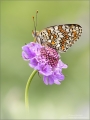 Scheckenfalter Scheckenfalter