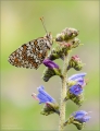Scheckenfalter Scheckenfalter
