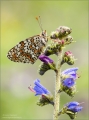 Glockenblumen Scheckenfalter Glockenblumen Scheckenfalter