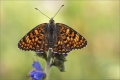 Scheckenfalter Scheckenfalter