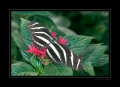 Zebrafalter Zebrafalter