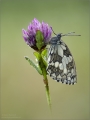 Schachbrettfalter Schachbrettfalter