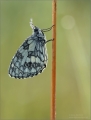 Schachbrettfalter Schachbrettfalter