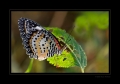 Leoparden-Netzflügler Leoparden-Netzflügler