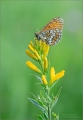 Scheckenfalter Scheckenfalter