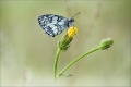 Schachbrettfalter Schachbrettfalter