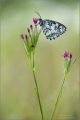 Schachbrettfalter Schachbrettfalter