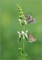 Scheckenfalter Scheckenfalter