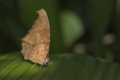 Blattfalter aus Madagaskar Blattfalter aus Madagaskar