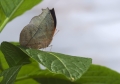 Schmetterling aufgenommen in Madagaskar Schmetterling aufgenommen in Madagaskar