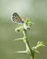 Namibischer Schmetterling :-) Namibischer Schmetterling :-)