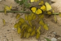 Schmetterlinge, Schmetterlinge Schmetterlinge, Schmetterlinge