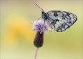 Schachbrettfalter Schachbrettfalter