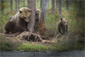 Bären Finnland