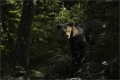 Braunbär